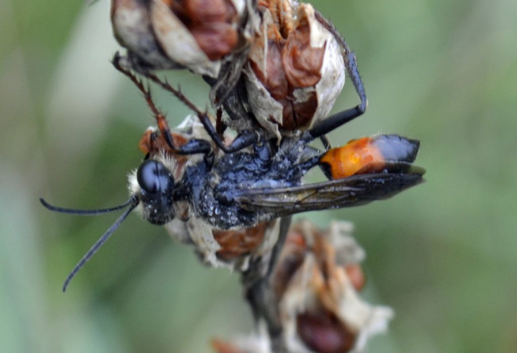 Maschio di Sphex funerarius